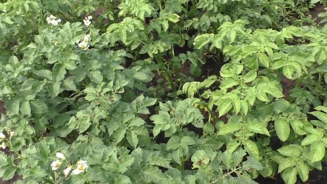 Появились личинки колорадского жука