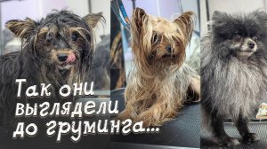 ШОК! Как они изменились после груминга_! Собаку не стригли с рождения!