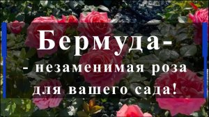 Бермуда -незаменимая роза для вашего сада