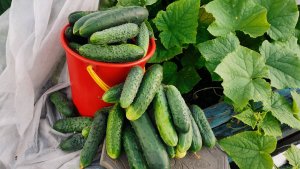 Огород завалил урожаем не знаю куда девать! Во саду ли в огороде 20 июля.