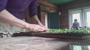 Снять машину, плохая идея! Привезла тарелки из Ярославля...