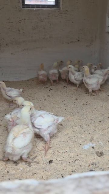 ЧТО БЫ БРОЙЛЕРЫ РОСЛИ БЫСТРО И ПРАВИЛЬНО!!! смотреть онлайн