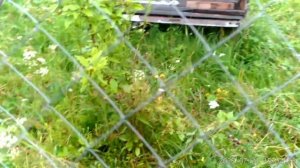 Пасека 21 июля.