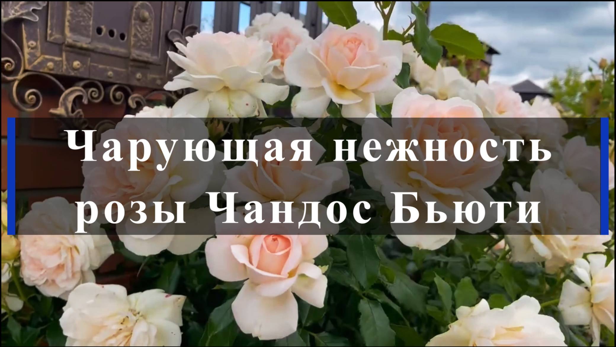 Чарующая нежность розы Чандос Бьюти смотреть онлайн