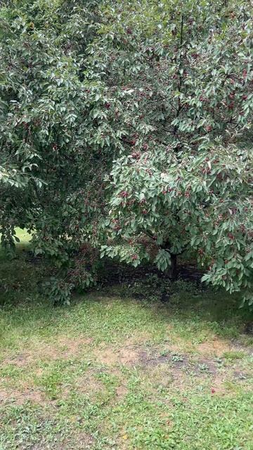 Парк дворца Ольденбургских в Рамони #прогулки #путешествия смотреть онлайн