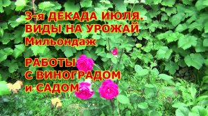 3-я декада ИЮЛЯ. РАБОТЫ С ВИНОГРАДОМ И САДОМ. ВИДЫ НА УРОЖАЙ