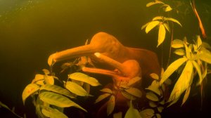 Древнее млекопитающее, выжившее в пресных водах - АМАЗОНСКИЙ ДЕЛЬФИН!