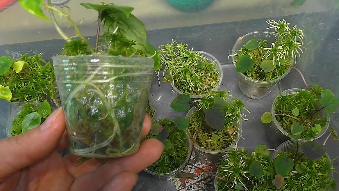 Адаптация алоказий из фласки. Первая подкормка и санитарная обрезка смотреть онлайн