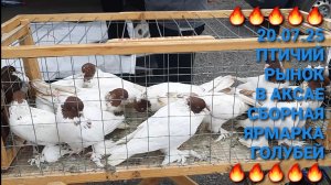 🔥🔥🔥 Птичий рынок в  Аксае. Сборная ярмарка голубей. Часть 2. Pigeons Fair.  Bird Market.