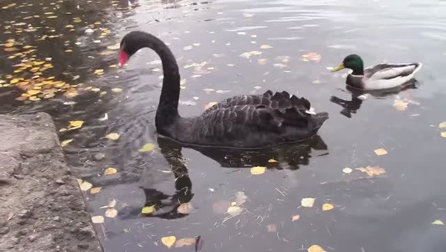 Чёрный лебедь в парке / Санкт-Петербург / Ретровидео смотреть онлайн