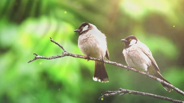 Мягкая музыка пианино и птицы I Soft Piano And Birds 🤍
