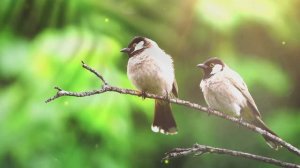 Мягкая музыка пианино и птицы I Soft piano and birds 🤍