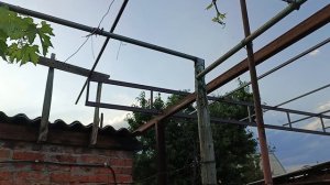 Спасаем жирующие лозы винограда, и формируем полноценные рукава на следующий год.