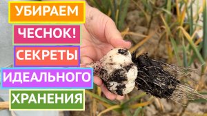 КОГДА ВЫКАПЫВАТЬ ЧЕСНОК И КАК ПРАВИЛЬНО ОТПРАВЛЯТЬ ЕГО НА ХРАНЕНИЕ!