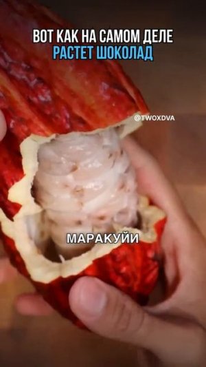 Как растёт шоколад