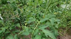 🍅 ПРАВДА О СОРТАХ ТОМАТОВ: что реально растет в теплице? | Обзор второй грядки