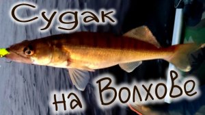 судак на Волхове , рыбалка