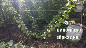 Виноград Аркадия | Мой куст винограда Аркадия