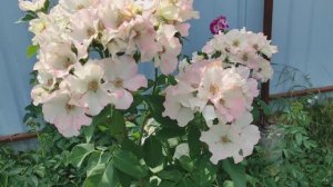 Розы сами организовали обрезку. К каким розам возникли вопросы?