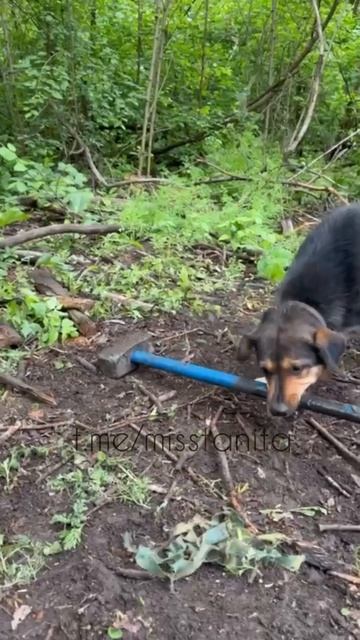🤙 🪓 Когда тоже хочешь помогать убивать врагов России, но у тебя только лапки🐾