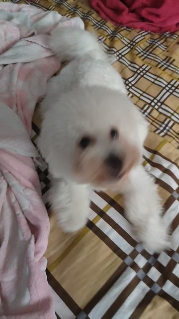 бишон фризе