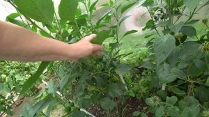 Старые вещи со старой дачи. Ухыыы !!!!