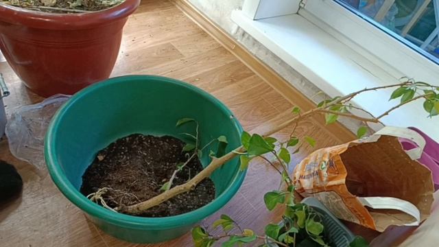 √3,√4 фикус 150