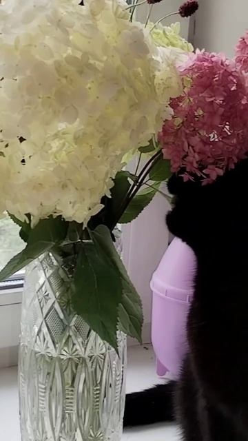 Только из деревни, ешь не хочу, нет, из вазы вкуснее😂 смотреть онлайн