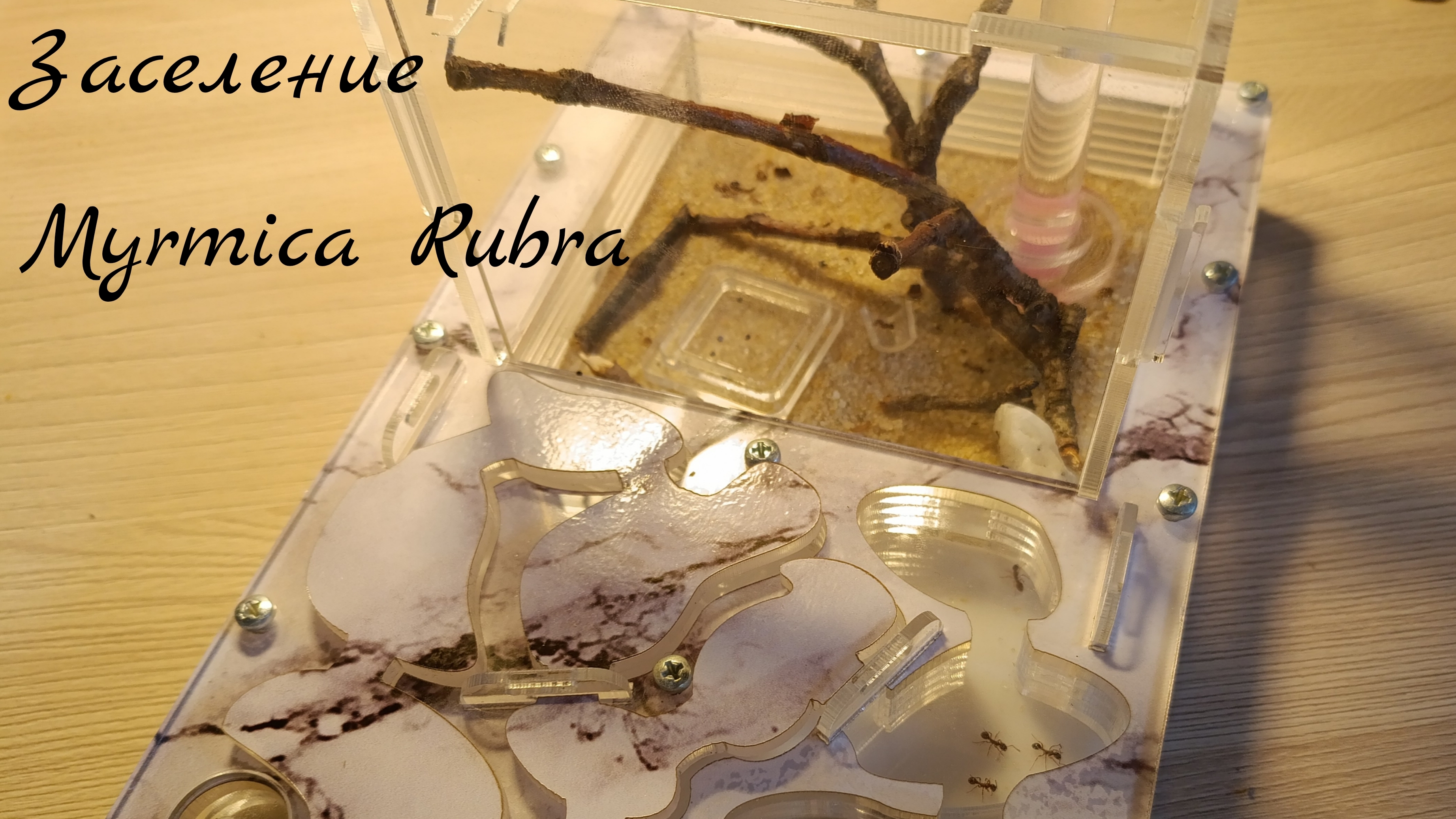 Заселение Myrmica Rubra в формикарий смотреть онлайн