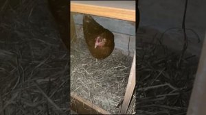 Новый курятник у Андрея с Дашей.