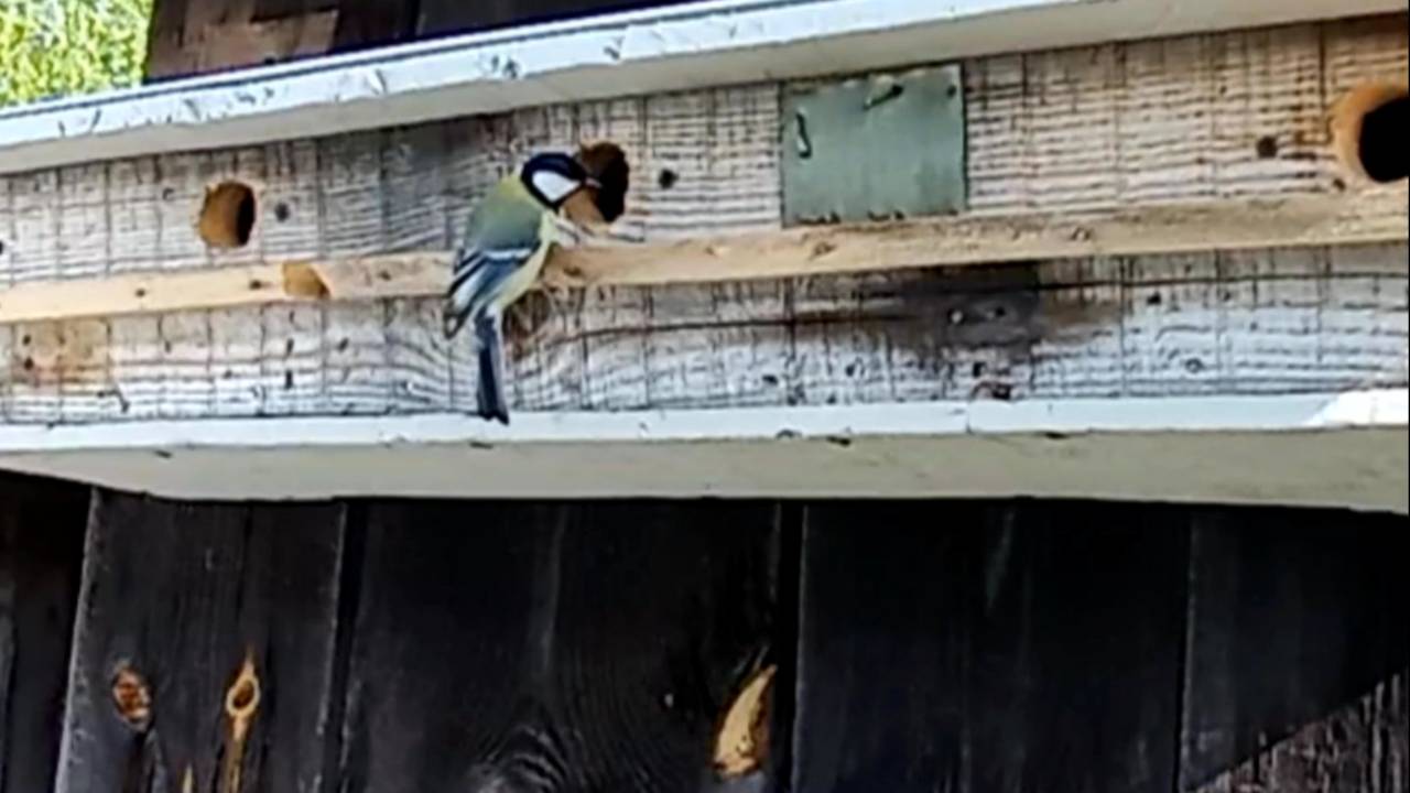 Синички осваивают новый Синичник