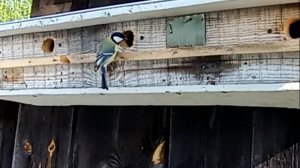 Синички осваивают новый Синичник