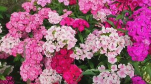 Карнавал июньских цветов в моём саду .