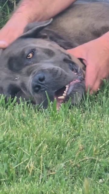 Собака бывает кусачей только от жизни собачей смотреть онлайн