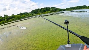 ТУТ ВСЁ В ТРАВЕ и КРУГОМ ЩУКА. ЗРЕЛИЩНАЯ Рыбалка на НЕОГРУЖЕНЫЙ СИЛИКОН. Спиннинг в 2025