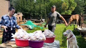 Жизнь в селе. Выращиваем все сами. Сколько заготовили мяса
