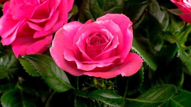 A gentleman is going on a date. смотреть онлайн