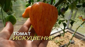 Томат ИСКУШЕНИЕ. Обзор сортов ТОМАТОВ!