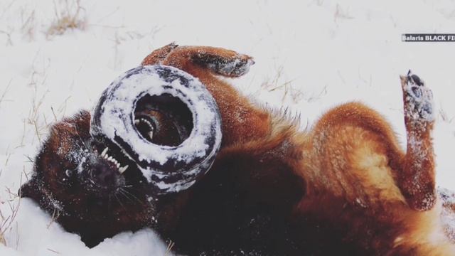 Баларис БЛЭК ФАЙЕР, 11 лет.