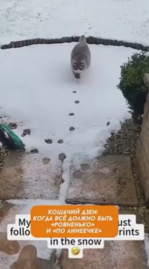 Приколюхи с кошаками 🥰😂