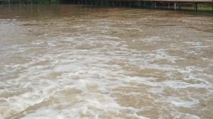 После ливневых дождей.Рыба радуется свежей воде