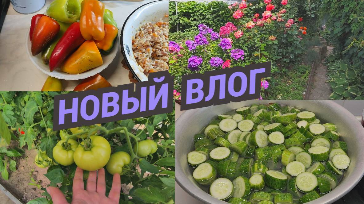 Заготовки на зиму продолжаются. Фарширую перец. Делаю вино.Помидоры в теплице приболели. смотреть онлайн