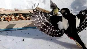 Дятел прилетел на кормушку