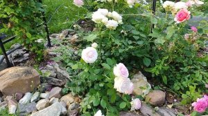 Роза Пьер де Ронсар.Супер роза.