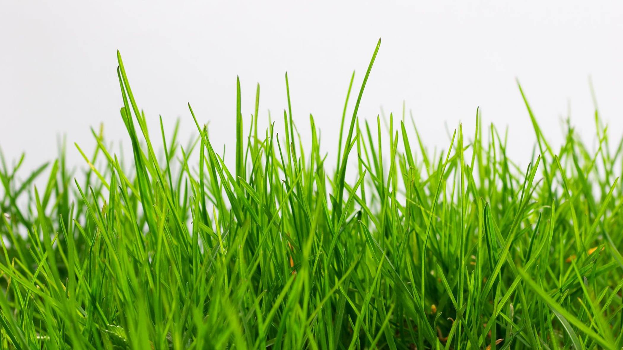 добываю трову