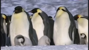 РАССЛАБЛЯЮЩАЯ МУЗЫКА ДЛЯ ДУШИ УСПОКАИВАЮЩАЯ МУЗЫКА ДЛЯ СНА