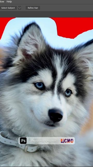 Туториал по Photoshop "как вырезать объект с волосами или шерстью" (ЦСИО) смотреть онлайн