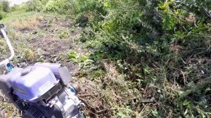 Копаю чеснок мотоблоком