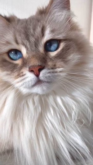 Голубоглазая Котя 😻