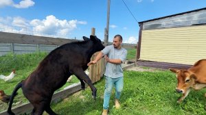 У нас появился новый жилец! Без работы в деревне не сидим. Продолжаем возводить стены в новом доме.